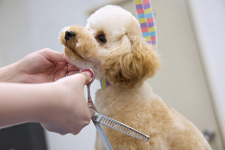 �Ƒ��ŉ߂������Ԃ������ƖL���ɁB�uFamily Komachi�v�̉摜48