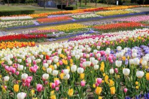 ���T���̐V���C�x���g���b4/20(�y)�E21(��)�J�Ẩ摜8