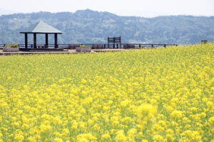 2024bGWɂ߁I V̉ԃX|bg12Ỉ摜14