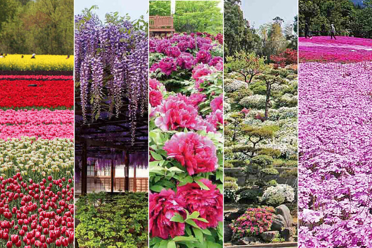 2024|GWにおすすめ! 新潟の花スポット12選 2024|GWにおすすめ! 新潟の花スポット12選