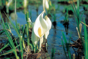 ���t�̉Ԃ߂���B�V���̂������߃X�|�b�g8�I�̉摜8