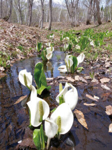 ���t�̉Ԃ߂���B�V���̂������߃X�|�b�g8�I�̉摜12