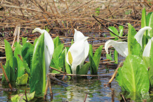 2024bGWɂ߁I V̉ԃX|bg12Ỉ摜13