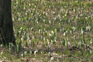 ���t�̉Ԃ߂���B�V���̂������߃X�|�b�g8�I�̉摜7