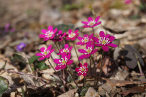 ���t�̉Ԃ߂���B�V���̂������߃X�|�b�g8�I�̉摜9