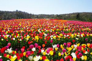 �����ɍs����V���C�x���g���b4/22(��)�`26(��)�̉摜9