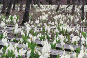 ���t�̉Ԃ߂���B�V���̂������߃X�|�b�g8�I�̉摜5