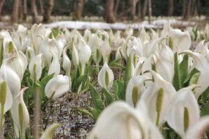 ���t�̉Ԃ߂���B�V���̂������߃X�|�b�g8�I�̉摜6