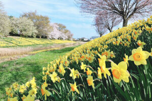 �V�Ð�قƂ�̃X�C�Z���~���������I�������̐�i�R���{�͕K���̃��C���摜