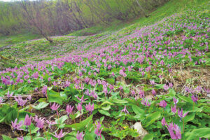 ���t�̉Ԃ߂���B�V���̂������߃X�|�b�g8�I�̉摜11