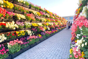 2024bGWɂ߁I V̉ԃX|bg12Ỉ摜4