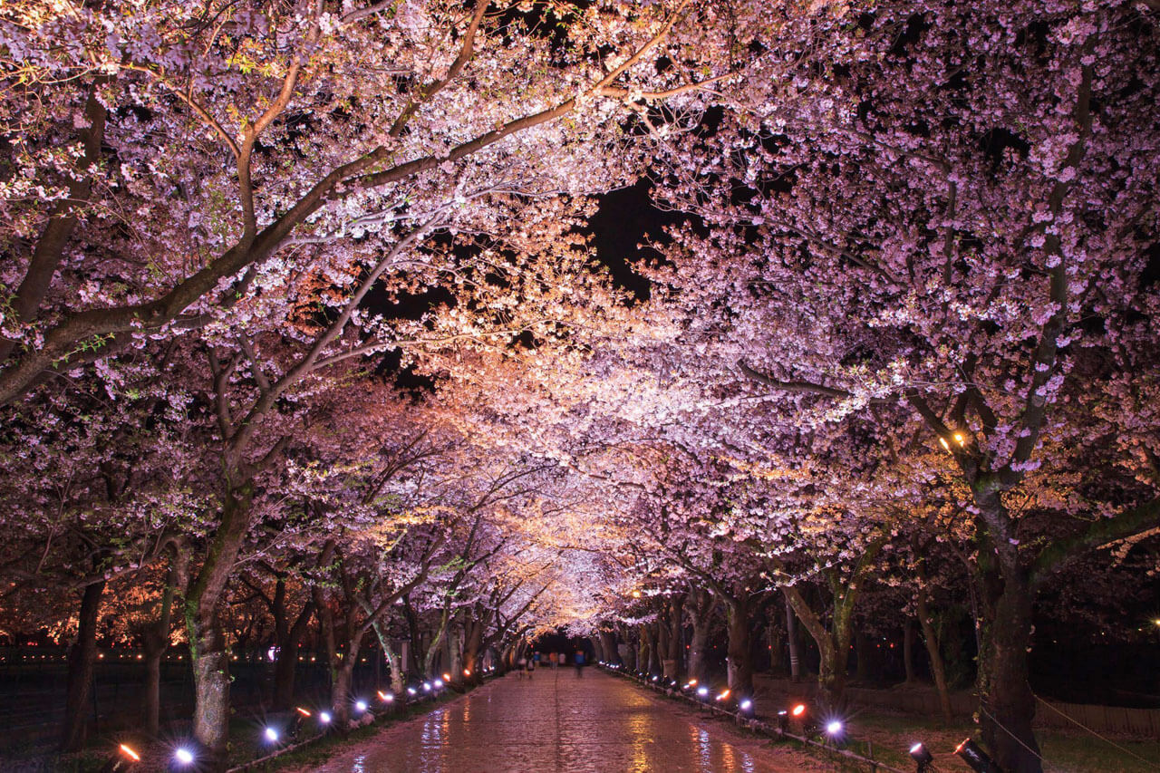 2025｜新潟 桜のライトアップ・夜桜の名所21選 ｜&Komachi