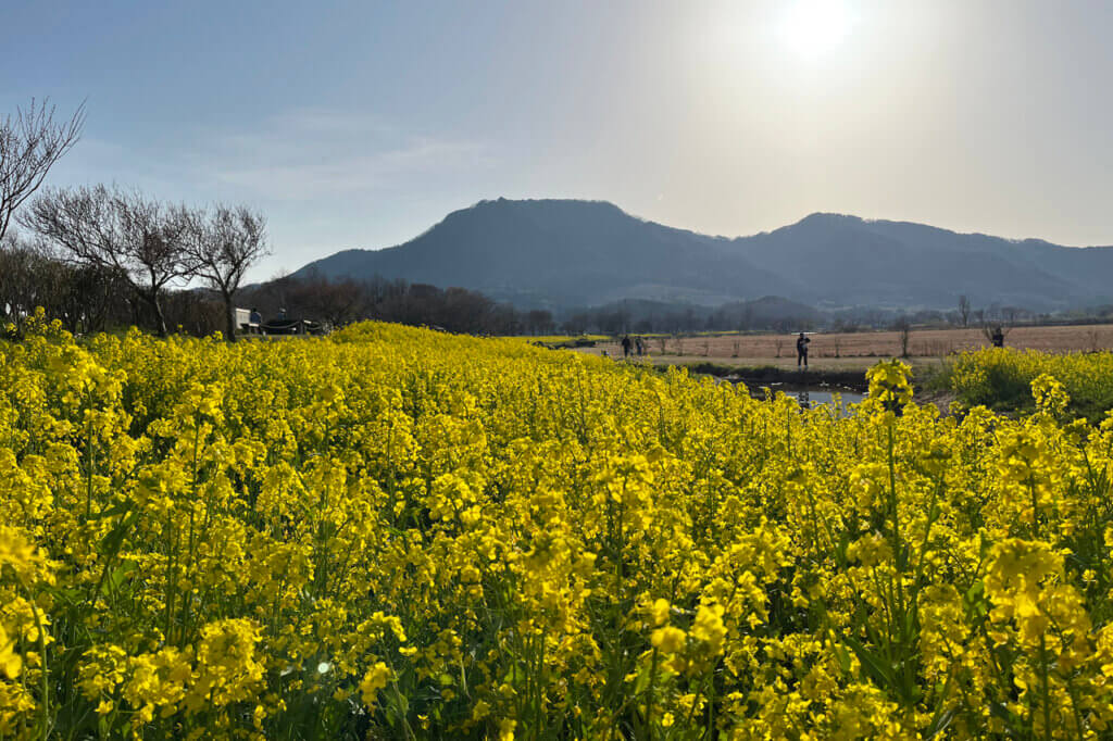 桜と菜の花の名所・上堰潟公園の菜の花が見頃！ 桜も近く見頃に ｜&Komachi