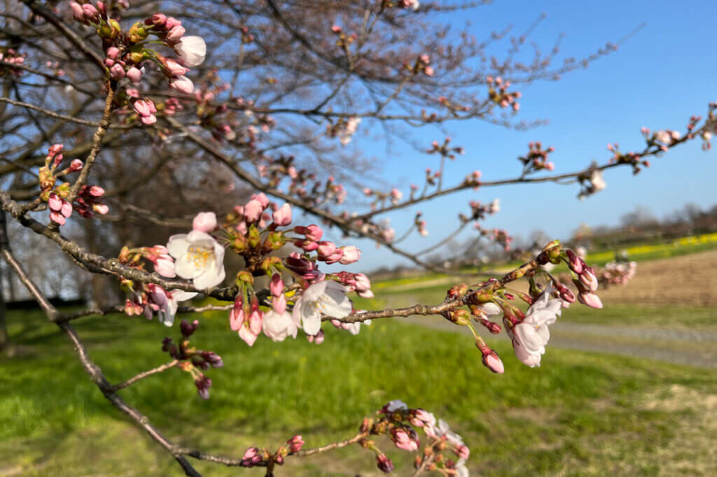 桜と菜の花の名所・上堰潟公園の菜の花が見頃！ 桜も近く見頃に ｜&Komachi
