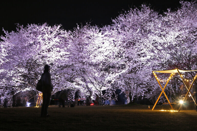 上堰潟公園で初の桜ライトアップ実施中！ 4/14(日)まで 4/14(日)には ...