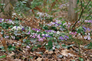 ���t�̉Ԃ߂���B�V���̂������߃X�|�b�g8�I�̉摜2