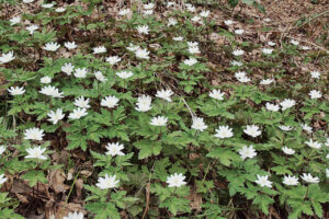 ���t�̉Ԃ߂���B�V���̂������߃X�|�b�g8�I�̉摜3