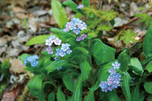 ���t�̉Ԃ߂���B�V���̂������߃X�|�b�g8�I�̉摜4