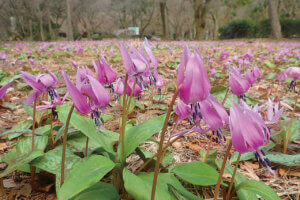 ���t�̉Ԃ߂���B�V���̂������߃X�|�b�g8�I�̉摜10