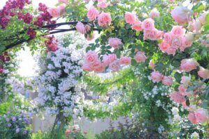 2025bṼo6I Cxg̃C摜