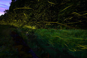 2025�b�V���̃z�^���Ϗ܃X�|�b�g16�I�̉摜7