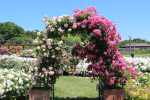 2025bṼo6I Cxg̉摜2