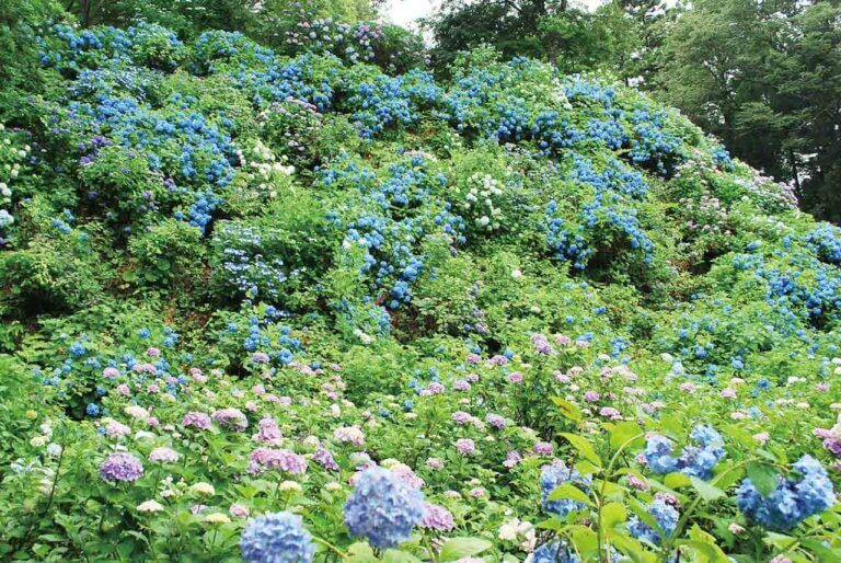 �����ɍs����V���C�x���g���b7/7(��)�`11(��)�̉摜10