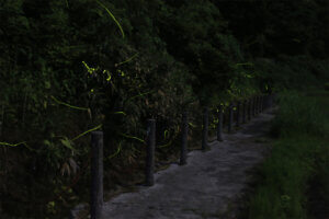 2025�b�V���̃z�^���Ϗ܃X�|�b�g16�I�̉摜18