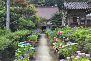 2025�b�V���̃A�W�T�C����8�I �������̉摜5