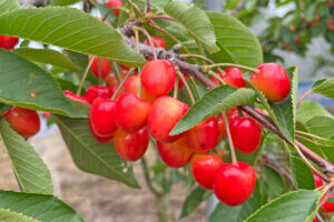 ���T���̐V���C�x���g���b6/8(�y)�E9(��)�J�Ẩ摜10