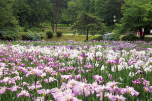 ���T���̐V���C�x���g���b6/15(�y)�E16(��)�J�Ẩ摜3