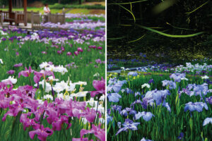 ���T���̐V���C�x���g���b6/15(�y)�E16(��)�J�Ẩ摜14