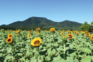 ���̉čs�������I�C���R���y���ސV���`��F�h���C�u�^�������߃X�|�b�g�`��ҁ`�̉摜6