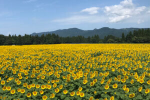 ɍsVCxgb8/5()`9()̉摜7