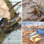 ���T���̐V���C�x���g���b8/3(�y)�E4(��)�J�Ẩ摜8