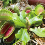 ���T���̐V���C�x���g���b8/3(�y)�E4(��)�J�Ẩ摜6