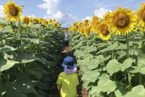 2025bV̂Ђ܂蔨 6I@ĂȂł͂̉Ԃ̐ỉ摜8