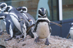 2025�b�e�q�ōs����I�V���̉ċx�݃��W���[�X�|�b�g18�I�̉摜27