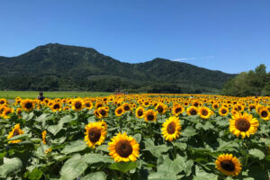 2025bV̂Ђ܂蔨 6I@ĂȂł͂̉Ԃ̐ỉ摜2