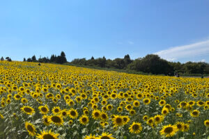 2025bV̂Ђ܂蔨 6I@ĂȂł͂̉Ԃ̐ỉ摜5