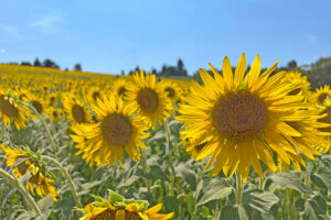 2025bV̂Ђ܂蔨 6I@ĂȂł͂̉Ԃ̐ỉ摜6