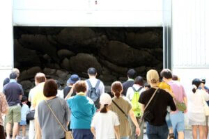 �e�q�Ŋy�������n�̌��I �}�C�J�[�Ŋy���ށuJA�_�Y���������Ɣ_�Ƒ̌��h���C�u�����[�v���N���J�Ẩ摜8