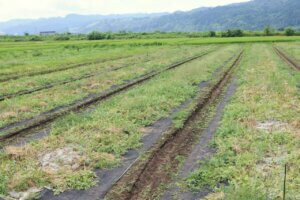 �e�q�Ŋy�������n�̌��I �}�C�J�[�Ŋy���ށuJA�_�Y���������Ɣ_�Ƒ̌��h���C�u�����[�v���N���J�Ẩ摜13