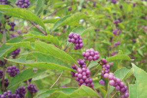 ɍsVCxgb9/9()`13()̉摜3