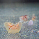 ɍsVCxgb9/30()`10/4()̉摜3