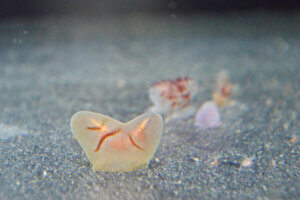 ɍsVCxgb9/30()`10/4()̉摜3