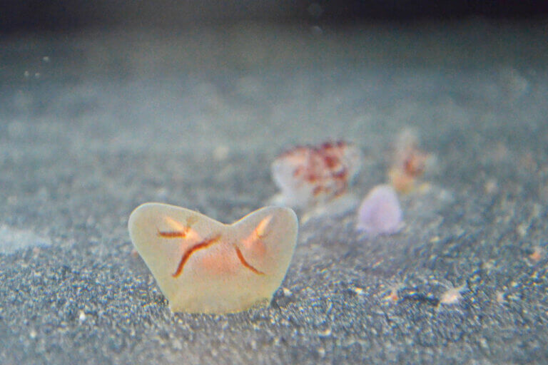 ɍsVCxgb9/30()`10/4()̉摜3