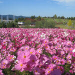 ɍsVCxgb9/30()`10/4()̉摜6