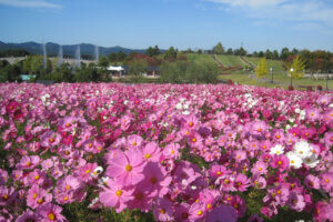 ɍsVCxgb9/30()`10/4()̉摜6