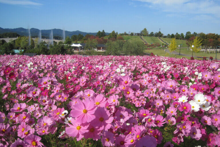 ɍsVCxgb9/30()`10/4()̉摜6